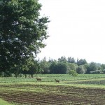 Deer in Garden July, 2011