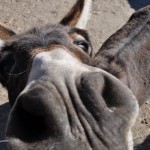Donkey face