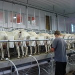 Goats, Milking Picture