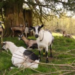 Goats under a tree DSC04005