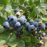 blueberries 3