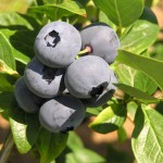 blueberry close-up berries duke6
