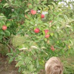 boy looking at apples on a tree