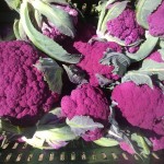 cauliflower, purple IMG_0376