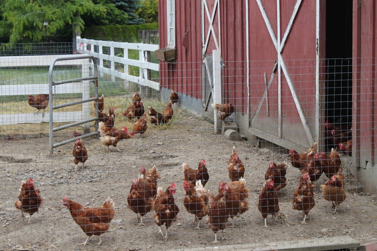 chickens BC Farm Fresh