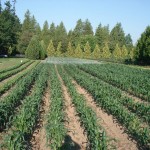 corn, early summer rows DSC08369