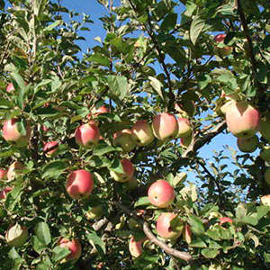 Dave's Orchard