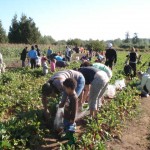 masses of people picking beets