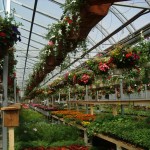 port kells nurseries greenhouse