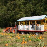 port kells nurseries pumpkin patch (3)