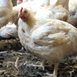 Rockweld Poultry Farm