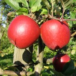 BC Locally Grown Apples