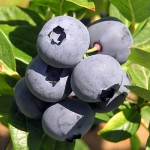BC Local Farm Grown Blueberries