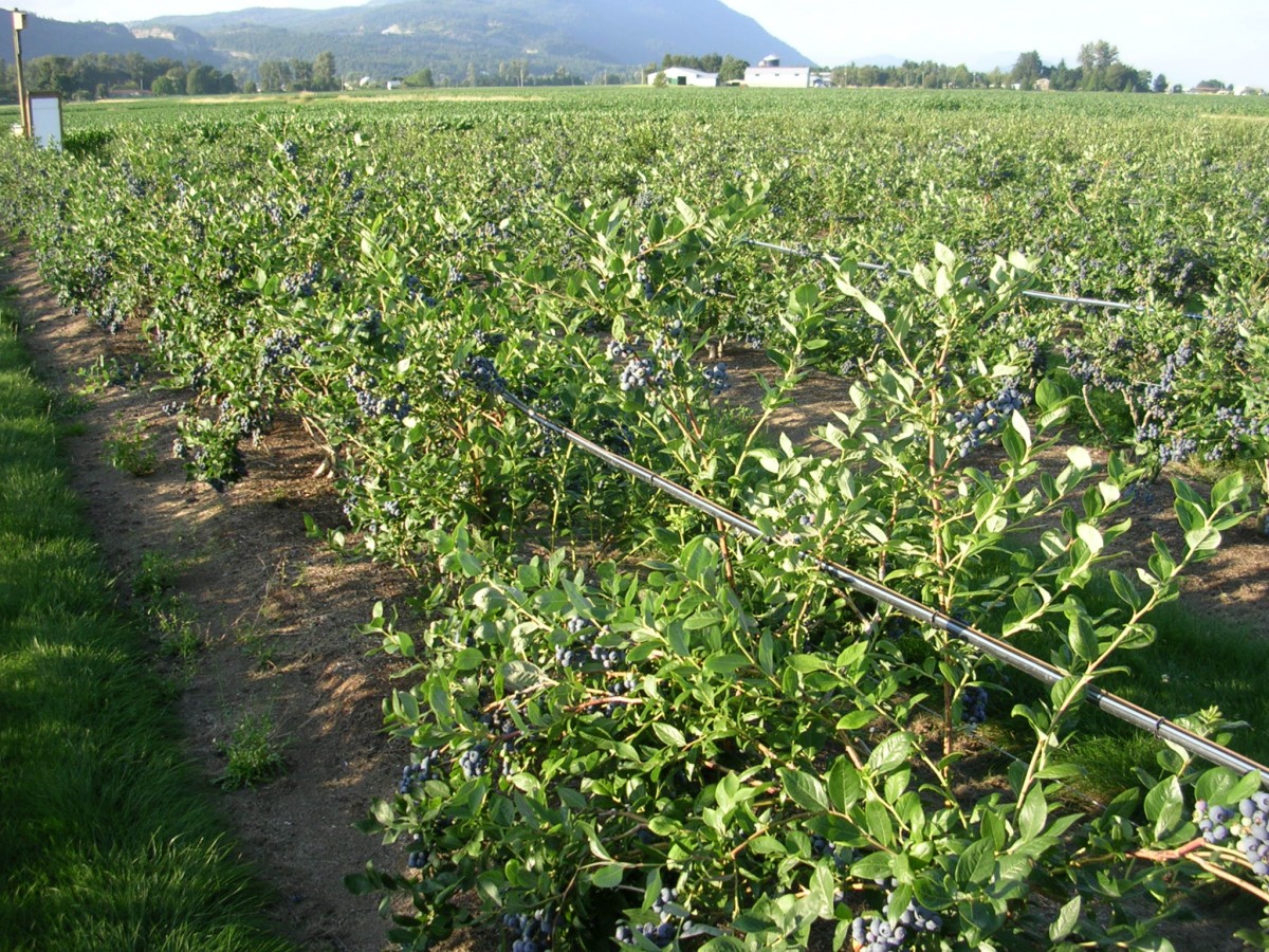 Matsqui Blue Farms BC Farm Fresh