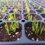 Green Onion Seedlings