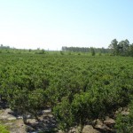 blueberry-fields-at-harvest-time
