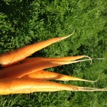 carrots, bunch with field in background