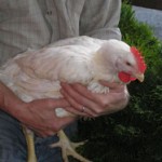 chicken being held 2120769