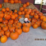 pumpkins in a pile IMG_0686 copy