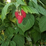 raspberries in field close-up