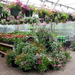 BC Local Garden Store and Nursery