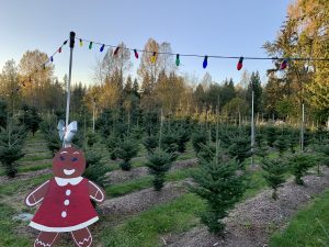Murphy's Christmas Tree Farm & Produce