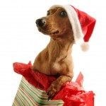 Dog with Santa Hat Popping out of Present