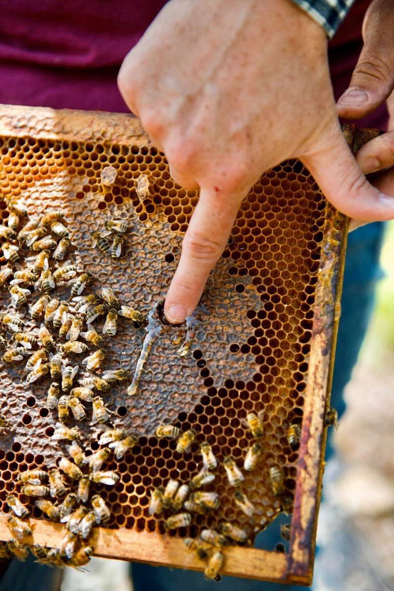 BC Day of the Honey Bee BC Farm Fresh